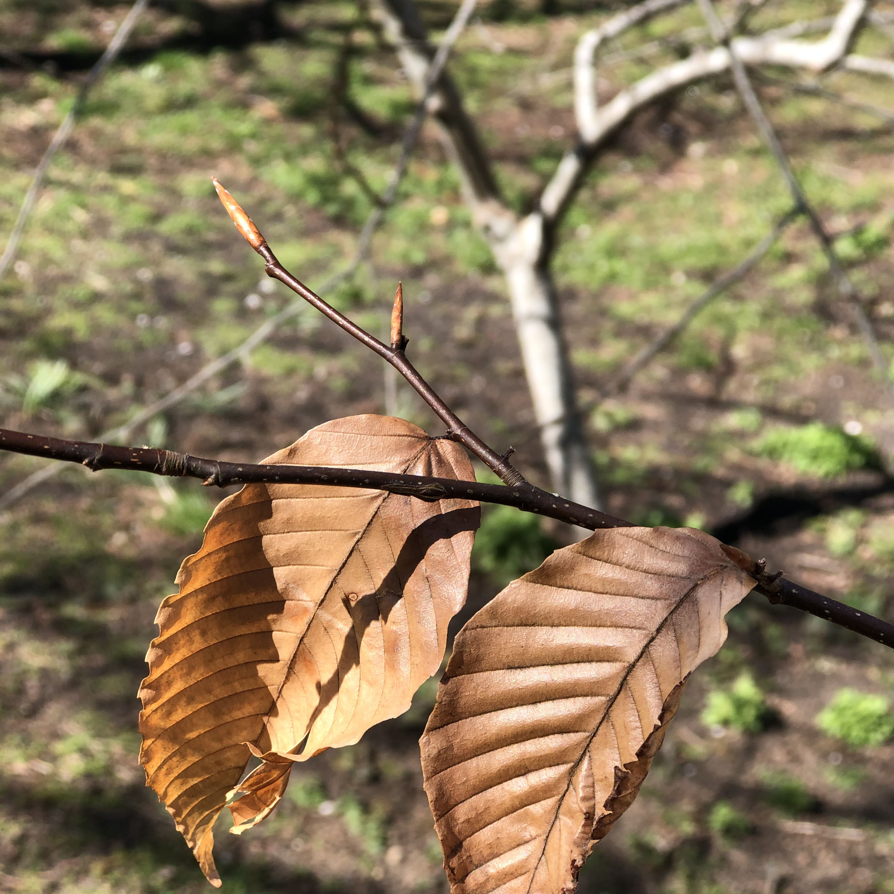 beech tree leaves and bud